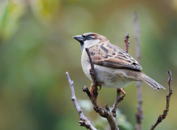 istock House Sparrow (Passer domesticus) Male 1753887177