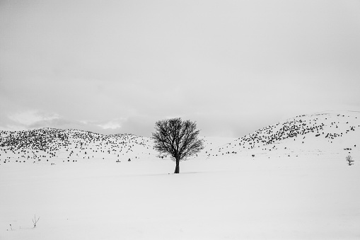 Snowy winter landscape.