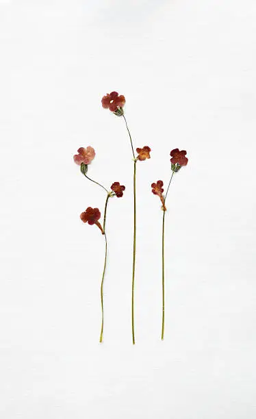 Photo of Dried Flowers