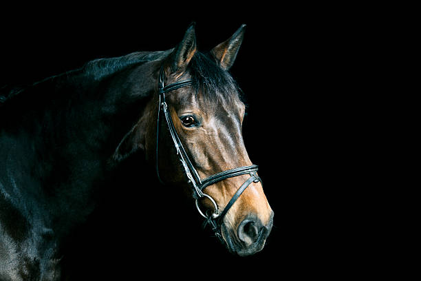 istock Bay Horse Portrait 175388898