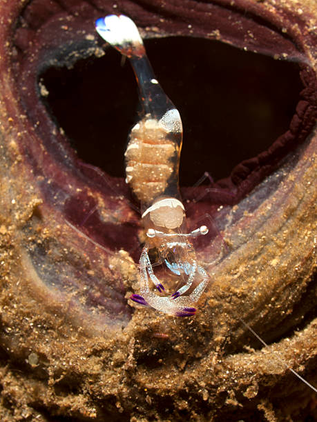 istock anemone shrimp - Ancylomenes magnificus 175388923
