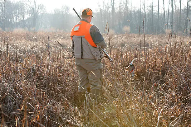 Photo of Pheasant hunt with dog