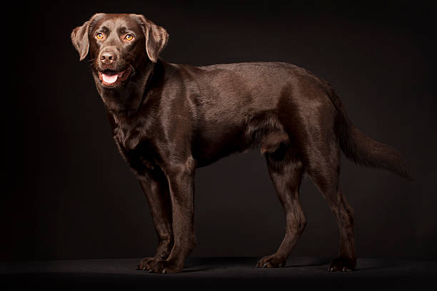 A dog of the type: Labrador