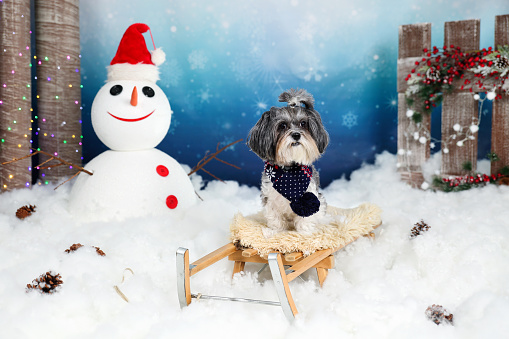 Cute Bichon Havanese dog with dark blue scarf on a vintage wooden sled in a winter?s tale decor with snow, snowman with Santa's hat, trees, colorful lights, fence, holly berries and snowy night sky