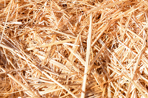 Photo picture Background of The natural texture dry straw