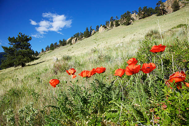 wild flowers poppies south downs kent england uk