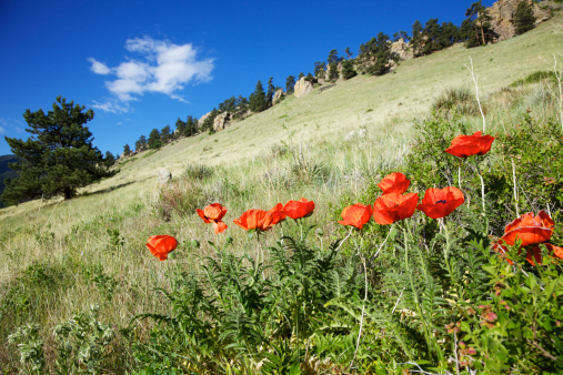 Poppies blooming below Mount Sanitas in Boulder Colorado.
