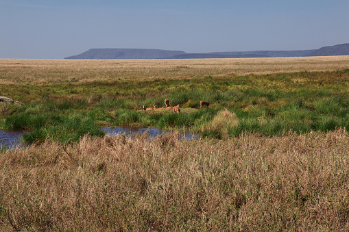 Antelope on safari in Kenia and Tanzania