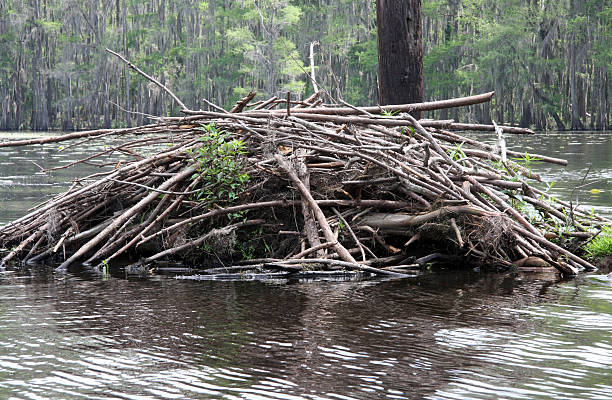 Beaver Dam a beaver dam in among the cypress trees Caddo Lake in TexasPlease see my similar photos: beaver dam stock pictures, royalty-free photos & images
