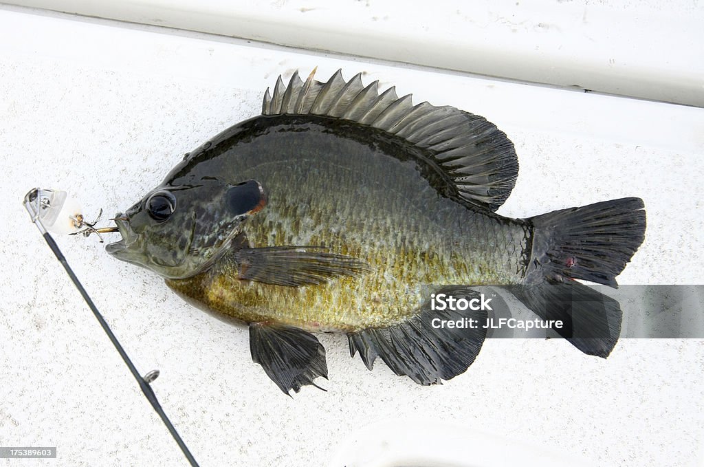 Redear Sunfish - Foto stock royalty-free di Sunfish