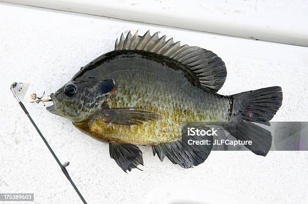 Redear Sunfish - Fotografie stock e altre immagini di Sunfish - Sunfish, Pesce, Amo da pesca