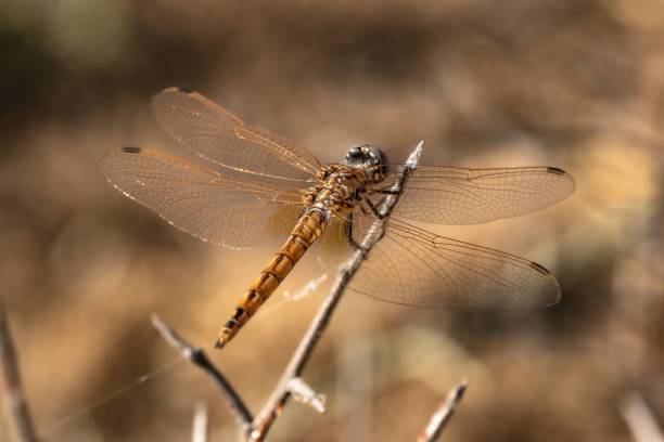 istock a dragonfly sitting on top of a thin stick outside 1753896312