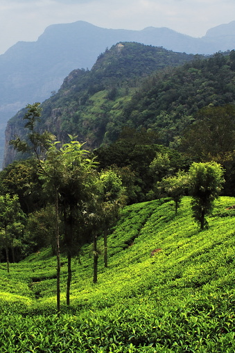 beautiful lush green tea garden of coonoor, located on nilgiri mountain foothills near ooty hill station in tamilnadu in south india
