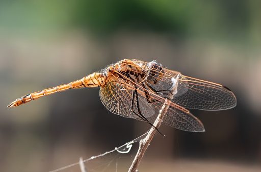 A close-up shot of a brown and black dragonfly perched on a slender tree branch