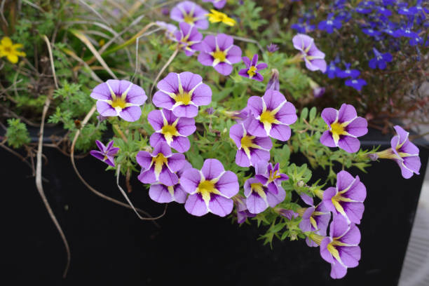 istock Small Petunia like flower called Calibrachoa 1753896330