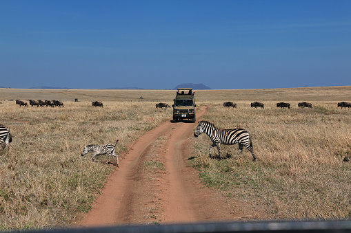 Serengeti, Tanzania - 05 Jan 2017: Zebra on safari in Kenia and Tanzania, Africa