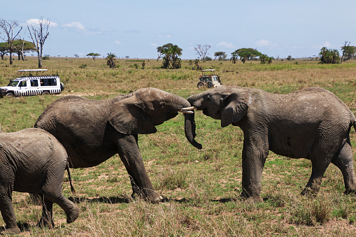 Serengeti, Tanzania - 05 Jan 2017: Elephant on safari in Kenia and Tanzania, Africa