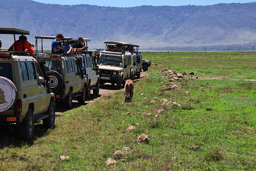Ngorongoro, Tanzania - 06 Jan 2017: Lions on safari in Kenia and Tanzania, Africa