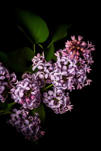 Lilac isolated on black background