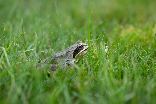 Frog sitting in the grass