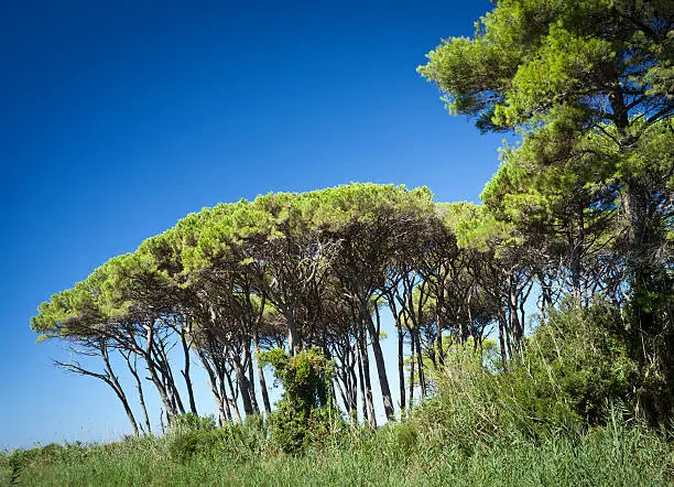 "Parasol pines against blue sky. Tuscany, Italy.See also:"
