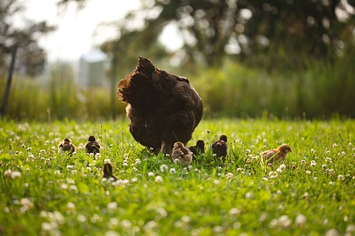 A mother chicken is seen walking with her small chicks in a lush green grassy area outside of a home