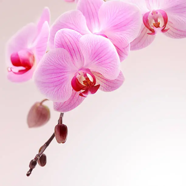 Photo of Pink Orchid