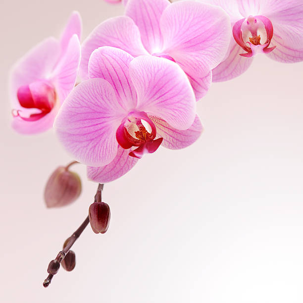 orquídea cor-de-rosa - orchid simplicity single flower flower - fotografias e filmes do acervo