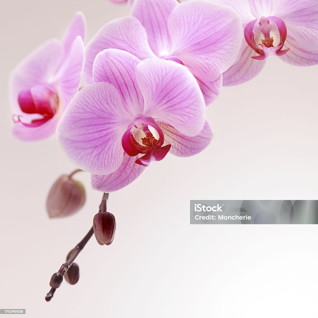 Розовая орхидея - Стоковые фото Орхидея роялти-фри