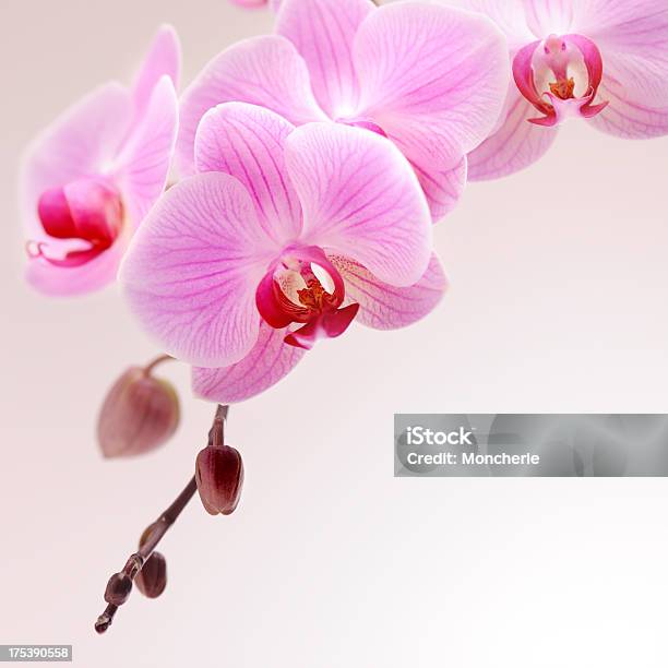 Розовая Орхидея — стоковые фотографии и другие картинки Орхидея - Орхидея, Розовый, Азиатская культура
