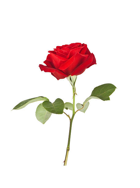 istock A picture of a red rose on a white background 175390577