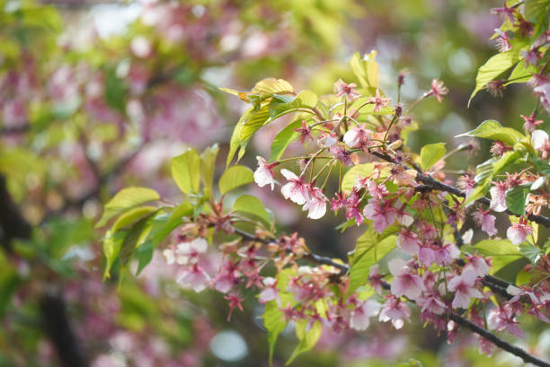 istock Kawazu cherry blossoms past their full bloom period 1753905801