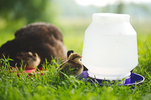 Two ducks standing in a lush green meadow, with a clear glass bottle of water resting in front of them