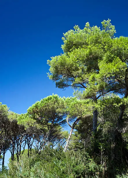 "Trees against blue sky. Tuscany, Italy."