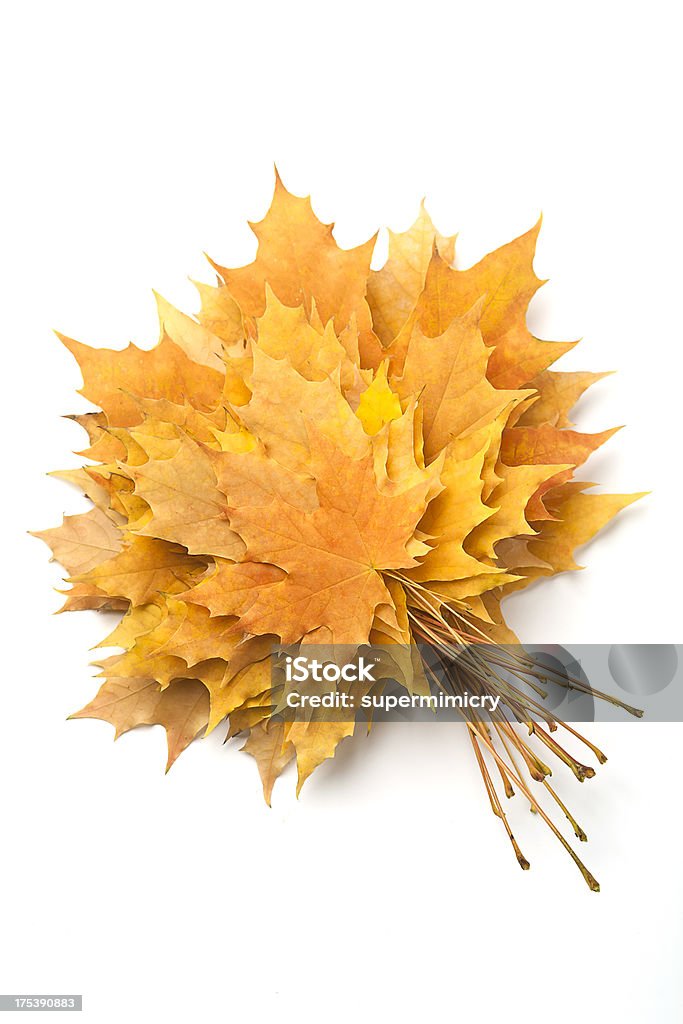 Autumn листья - Стоковые фото Лист роялти-фри