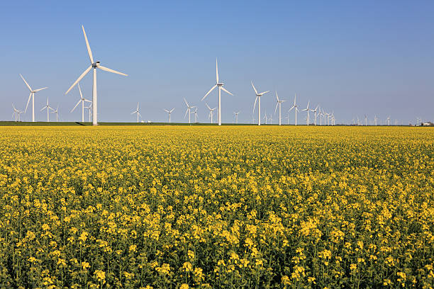 istock field with canola and wind turbines, blue sky 175391185
