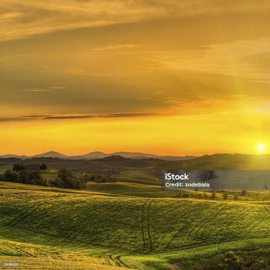 Wiejski Krajobraz z pola pszenicy na zachód słońca w Toskania - Zbiór zdjęć royalty-free (Bez ludzi)