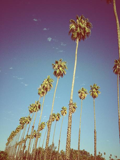 istock vintage rows of palm trees 175391312