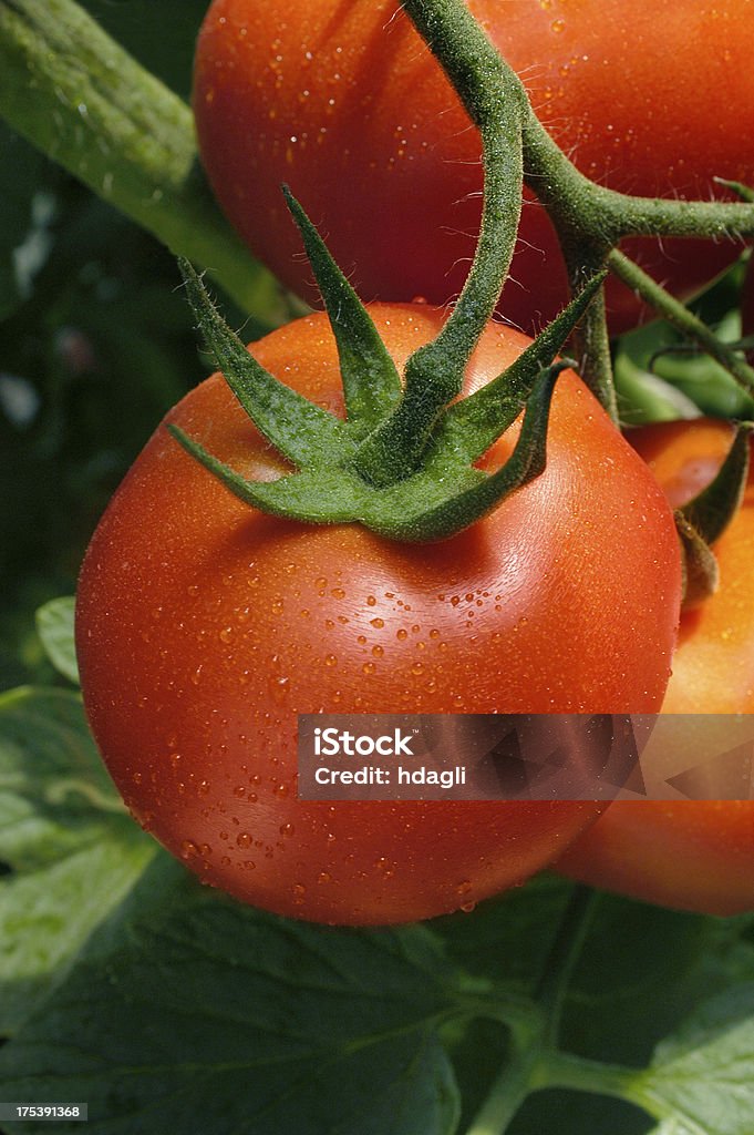 Tomate - Royalty-free Agricultura Foto de stock