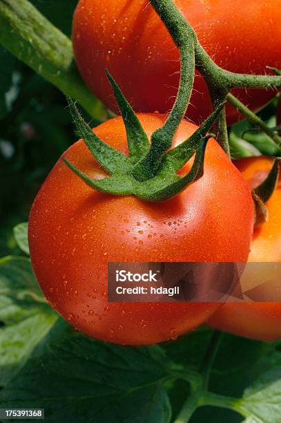 Tomate - Fotografias de stock e mais imagens de Agricultura - Agricultura, Alimentação Saudável, Arbusto