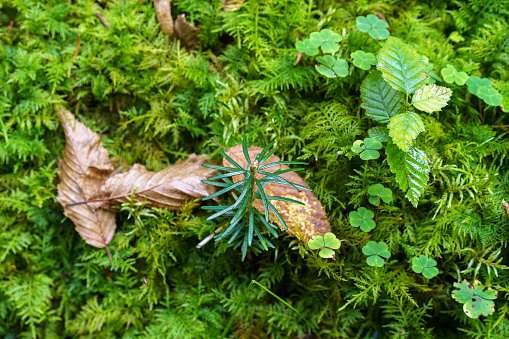 young fir seedling growing out of a fallen tree trunk
