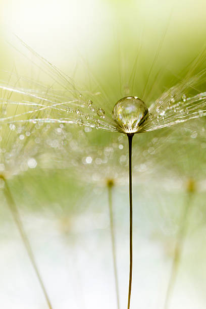 istock Dandelion and Dew - Summer Morning Green Nature Macro 175391495