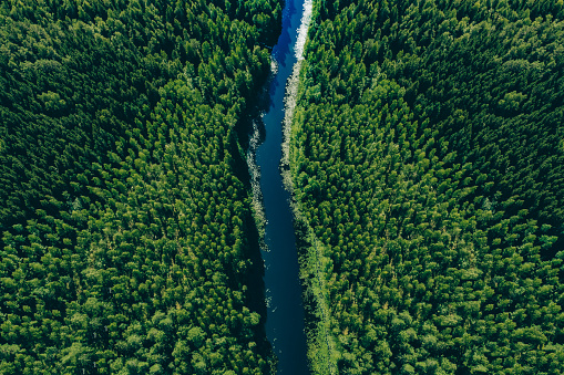 Aerial view of green woods forest with pine trees and blue river flowing through the forest in summer Finland