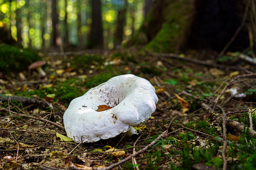A large fruiting body of a fungus of the genus Lactifluus in a Carpathian beech forest