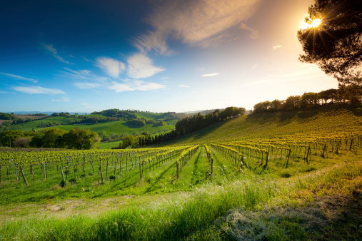 Vineyards and rolling hills in Central ItalyOTHER IMAGES FROM ITALY: