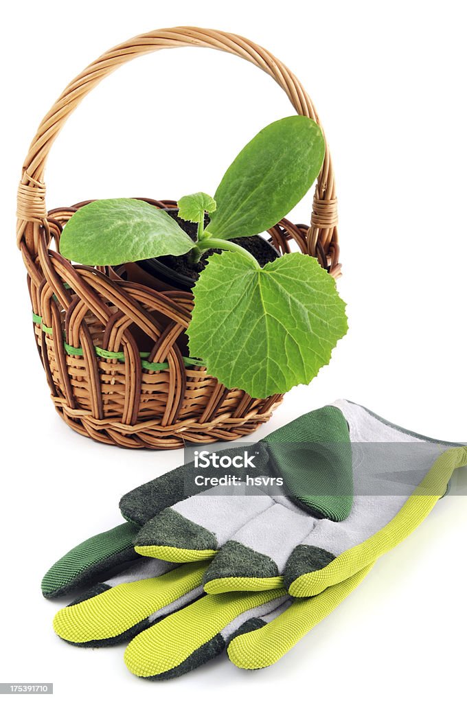 Isolé de courgettes Jeune pousse dans Panier de jardinage gants - Photo de Aliment libre de droits