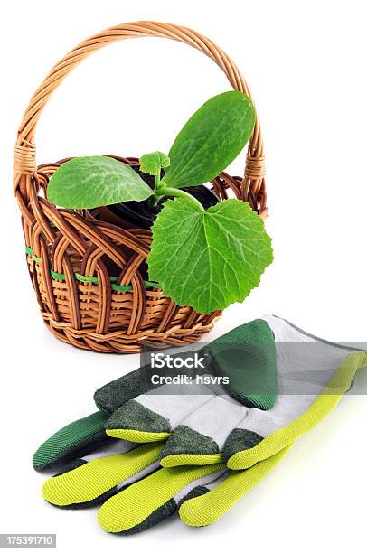 Foto de Isolado Abobrinha Muda Na Cesta Com Luva De Jardinagem e mais fotos de stock de Abobrinha