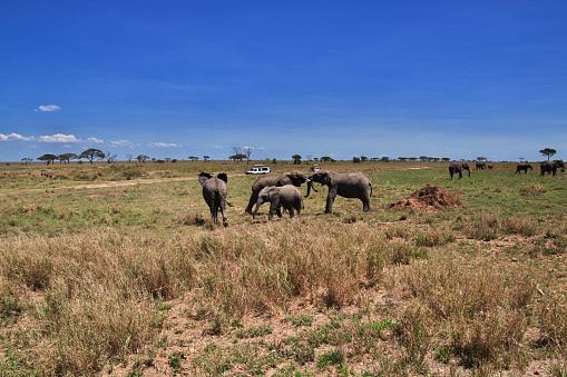 Elephant on safari in Kenia and Tanzania