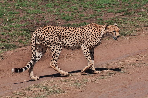 Cheetah in open savannah - Masai Mara, Kenya