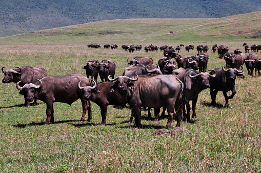 Buffalo on safari in Kenia and Tanzania